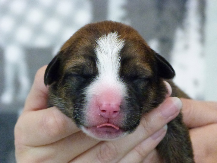 chinook puppy